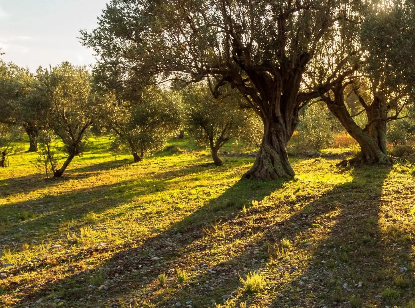 Country house Villa Oliva Sanlucar la Mayor
